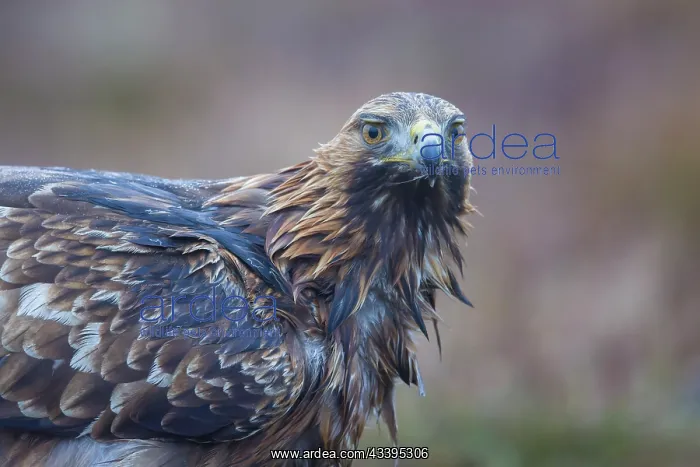 : Golden Eagle Portrait : Golden Eagle Portrait