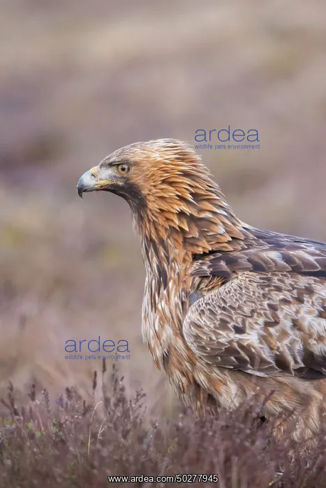 : Golden Eagle Portrait : Golden Eagle Portrait