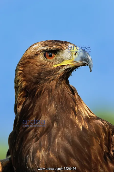 : Golden Eagle portrait, Captive, Aquila chrysaetos : Golden Eagle portrait, Captive, Aquila chrysaetos