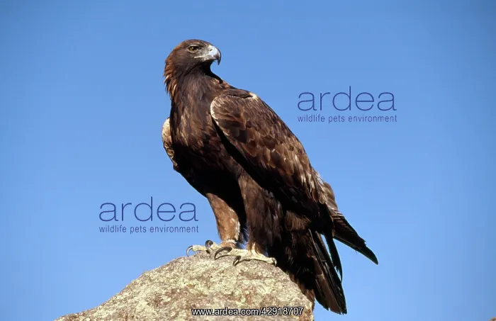 : Golden Eagle - portrait, perched on rock : Golden Eagle - portrait, perched on rock