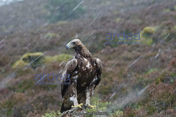 : Golden Eagle - in rain : Golden Eagle - in rain