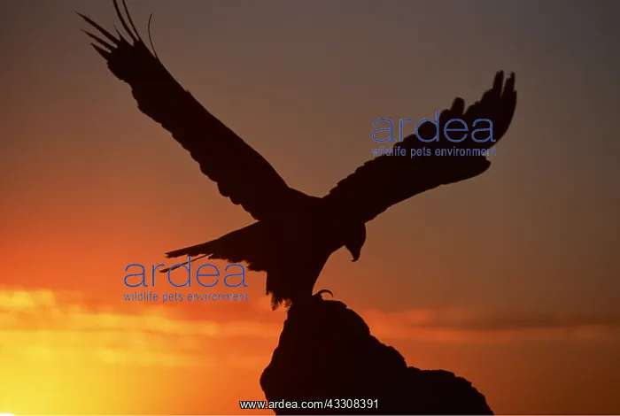 : GOLDEN EAGLE - silhouette at sunset, with wings spread : GOLDEN EAGLE - silhouette at sunset, with wings spread