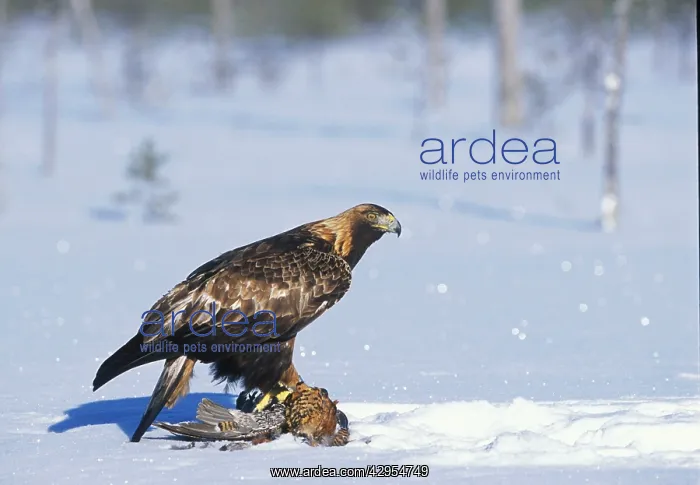: Golden Eagle - sitting on prey in snow covered forest : Golden Eagle - sitting on prey in snow covered forest