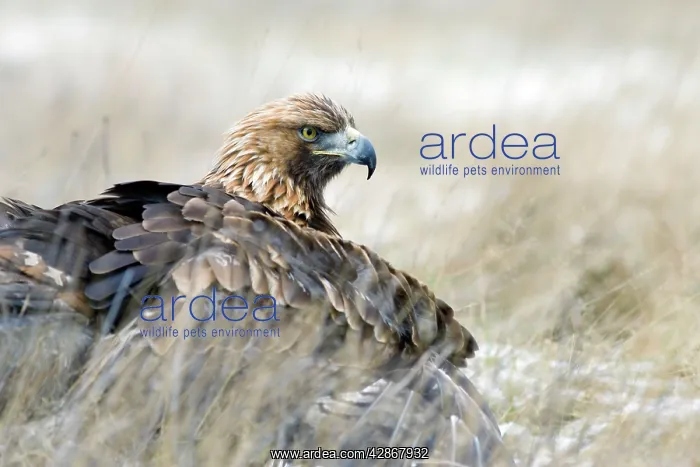 : Golden Eagle - on snow covered ground with its : Golden Eagle - on snow covered ground with its