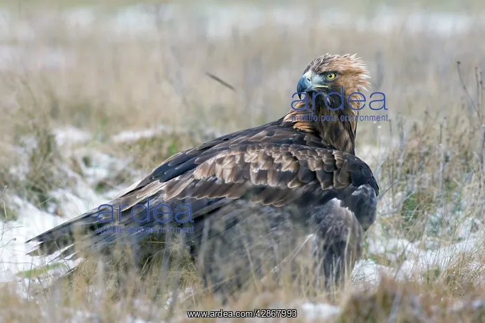 : Golden Eagle - on snow covered ground with its : Golden Eagle - on snow covered ground with its