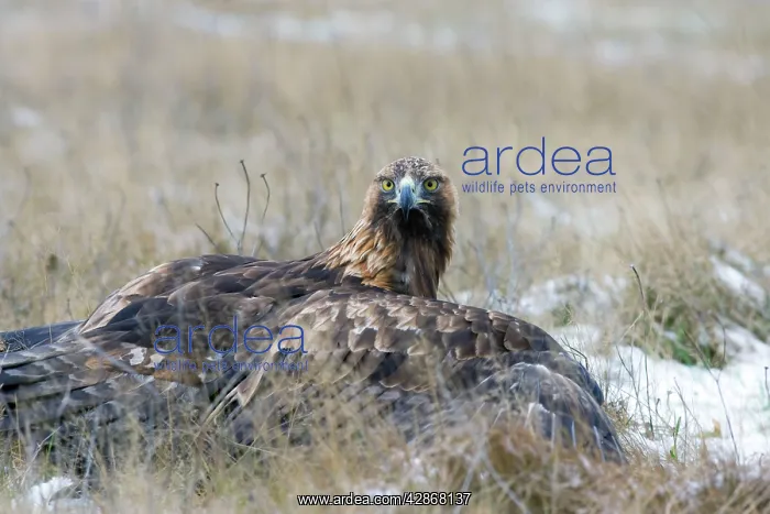 : Golden Eagle - on snow covered ground with its : Golden Eagle - on snow covered ground with its