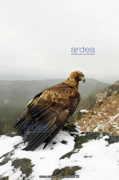 : Golden Eagle - on snow covered ground overlooking : Golden Eagle - on snow covered ground overlooking