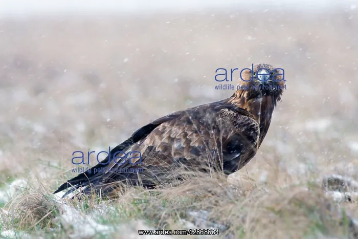 : Golden Eagle - in snow storm : Golden Eagle - in snow storm