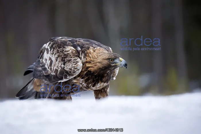  : Golden Eagle - in the snow - Sweden, Europe