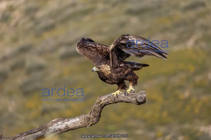  : Golden Eagle - Wings Out - Spain