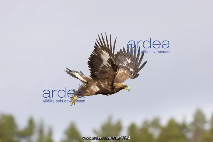 : Golden Eagle young flight : Golden Eagle young flight