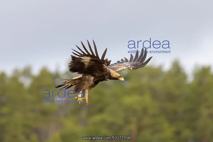  : Golden Eagle young flight