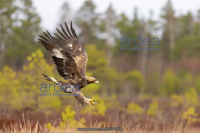 : Golden Eagle young flight : Golden Eagle young flight