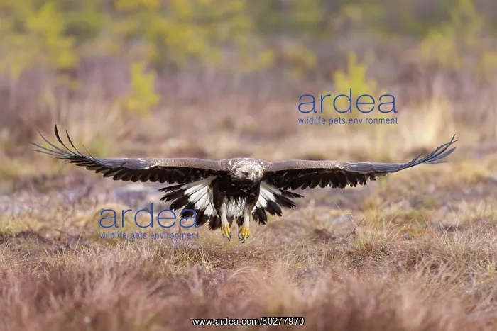  : Golden Eagle young flight