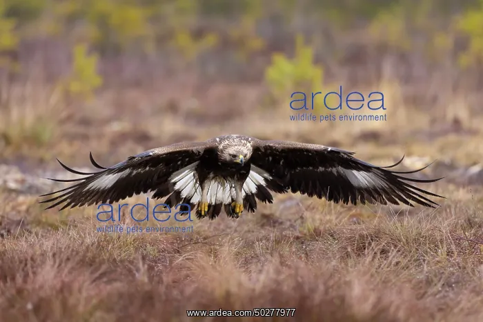 : Golden Eagle young flight : Golden Eagle young flight