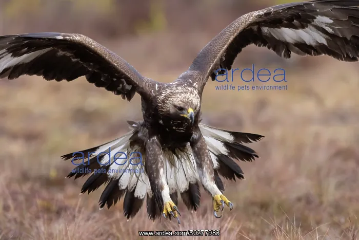 : Golden Eagle young flight : Golden Eagle young flight