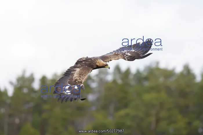 : Golden Eagle young flight : Golden Eagle young flight