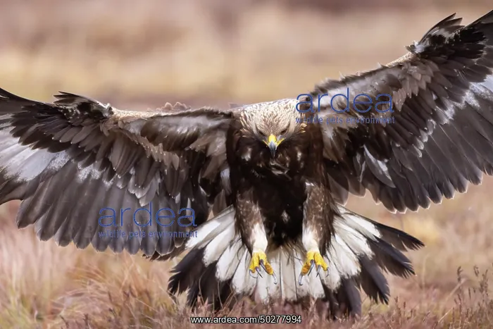 : Golden Eagle young flight : Golden Eagle young flight
