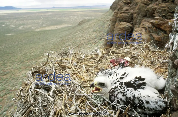  : Golden Eagle young in nest with prey