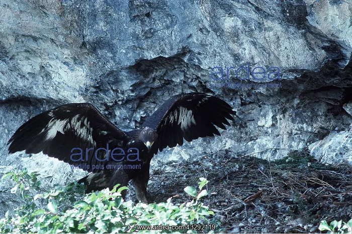 : GOLDEN EAGLE - young, wings spread : GOLDEN EAGLE - young, wings spread