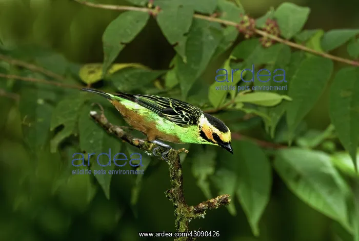: Golden-eared Tanager : Golden-eared Tanager