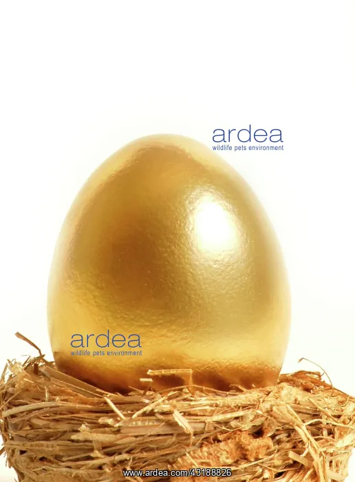 : Golden egg : Golden egg