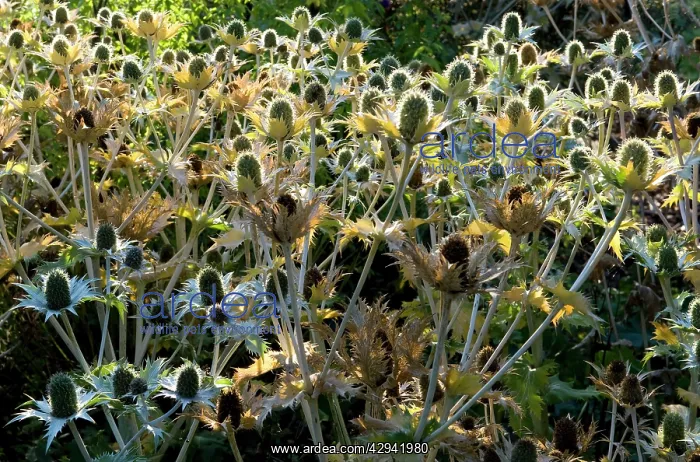 : Golden Eryngium - backlit by early morning sun : Golden Eryngium - backlit by early morning sun