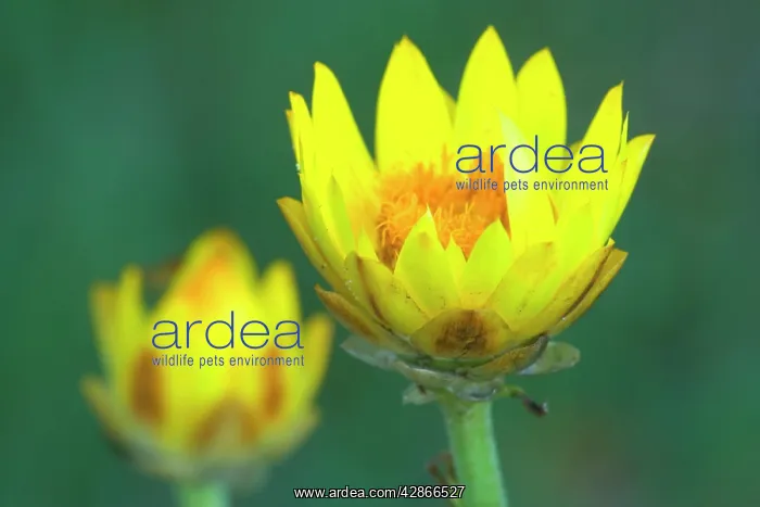 : Golden Everlasting - in bloom : Golden Everlasting - in bloom