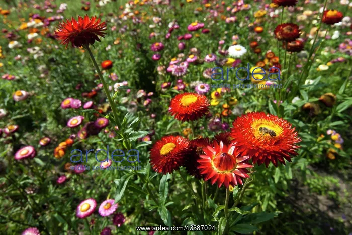 : Golden everlasting (Helichrysum bracteatum) flowering : Golden everlasting (Helichrysum bracteatum) flowering