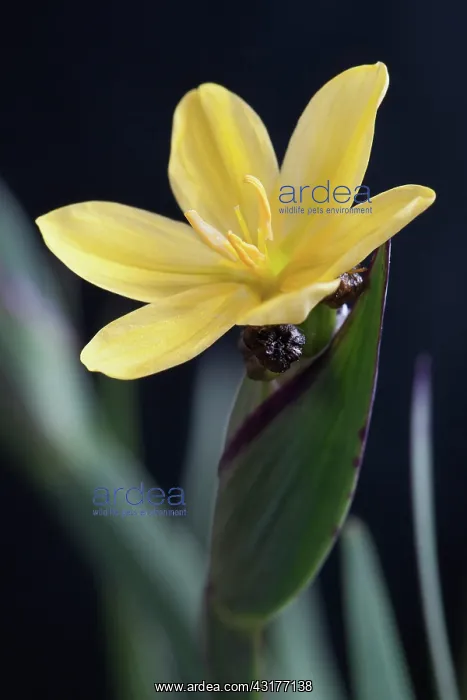 : Golden-eyed grass, Sisyrinchium graminoides Yellowstone'.Cl : Golden-eyed grass, Sisyrinchium graminoides Yellowstone'.Cl