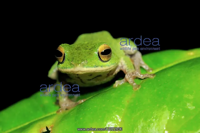 : Golden-eyed Shrub frog : Golden-eyed Shrub frog