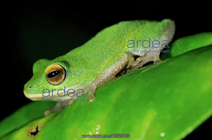  : Golden-eyed Shrub frog