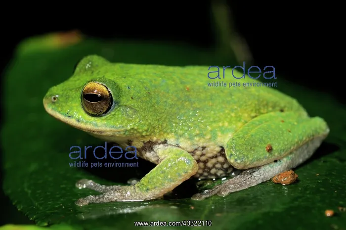 : Golden-eyed Shrub frog : Golden-eyed Shrub frog