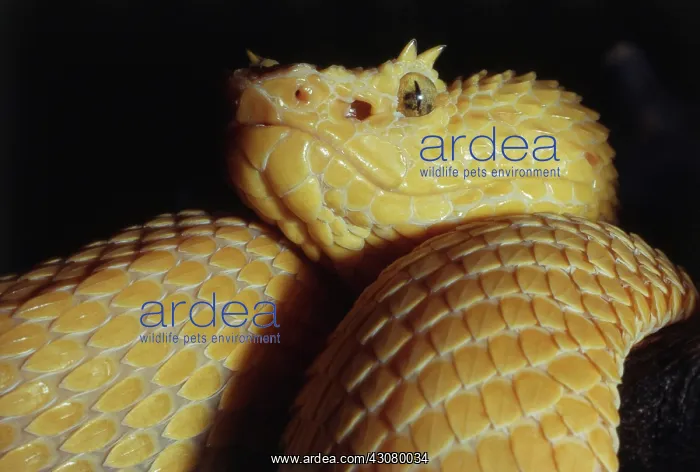 : Golden Eyelash Viper : Golden Eyelash Viper
