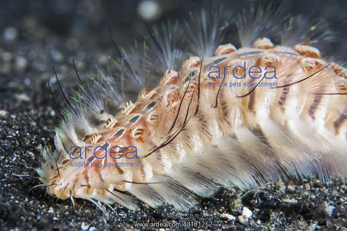 : Golden fireworm (Chloeia flava) on the sand, Lembeh : Golden fireworm (Chloeia flava) on the sand, Lembeh