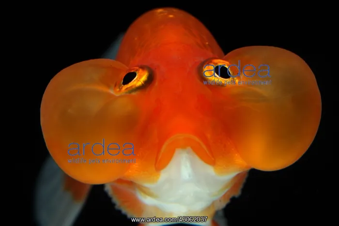 : Golden fish Bubble Eyes : Golden fish Bubble Eyes