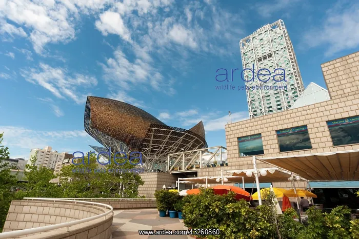 : Golden fish by Frank Owen Gehry and Hotel : Golden fish by Frank Owen Gehry and Hotel
