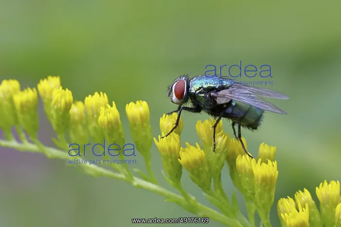 : Golden fly (Lucilia caesar) on a yellow flower of the Solidago canadensis (Solidago canadensis) : Golden fly (Lucilia caesar) on a yellow flower of the Solidago canadensis (Solidago canadensis)