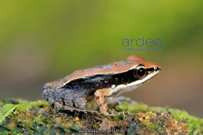: Golden frog : Golden frog