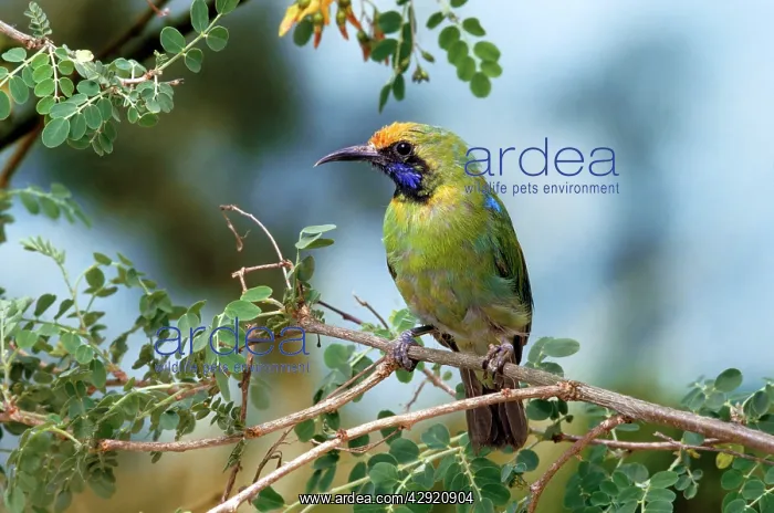 : Golden-fronted Leafbird : Golden-fronted Leafbird