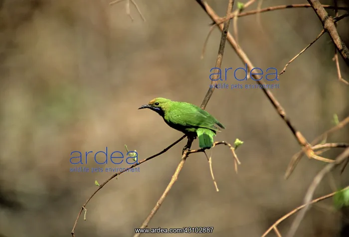 : Golden-fronted Leafbird, Cambodia : Golden-fronted Leafbird, Cambodia