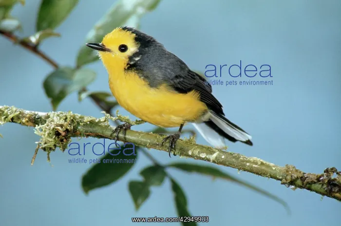 : Golden-fronted Redstart : Golden-fronted Redstart