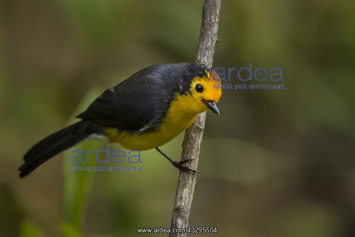 : Golden-fronted Whitestart (Myioborus ornatus) Natural : Golden-fronted Whitestart (Myioborus ornatus) Natural