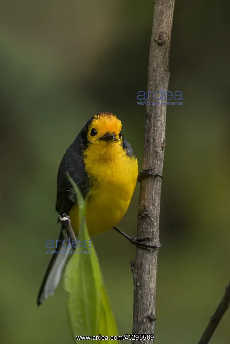 : Golden-fronted Whitestart (Myioborus ornatus) Natural : Golden-fronted Whitestart (Myioborus ornatus) Natural
