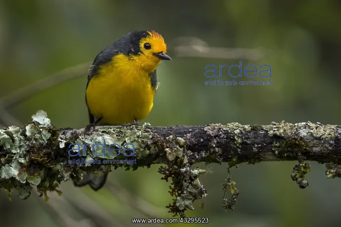 : Golden-fronted Whitestart (Myioborus ornatus) Natural : Golden-fronted Whitestart (Myioborus ornatus) Natural