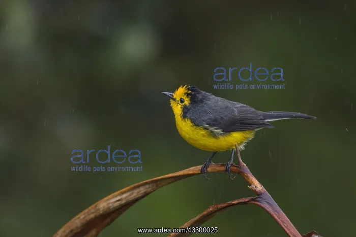 : Golden-fronted Whitestart (Myioborus ornatus) Tatama : Golden-fronted Whitestart (Myioborus ornatus) Tatama