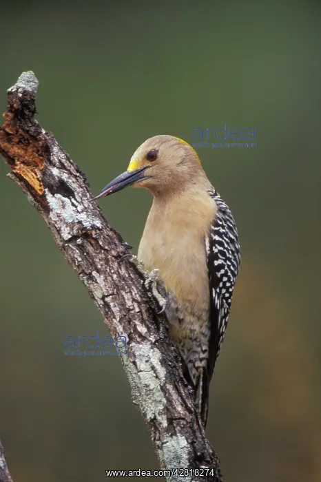 : Golden-fronted Woodpecker : Golden-fronted Woodpecker