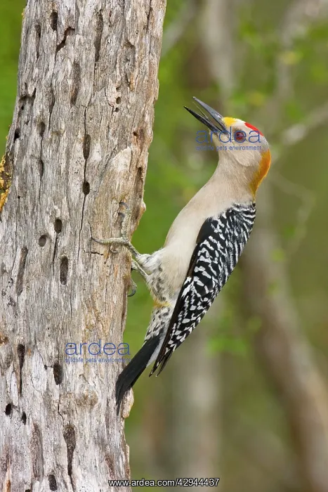 : Golden-fronted Woodpecker : Golden-fronted Woodpecker