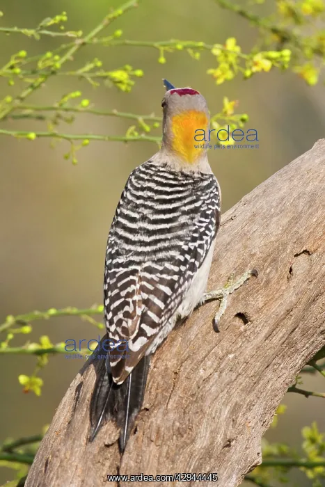 : Golden-fronted Woodpecker : Golden-fronted Woodpecker