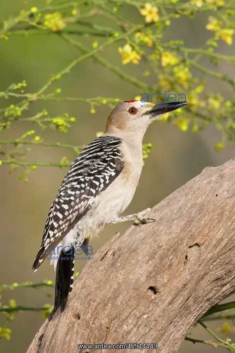 : Golden-fronted Woodpecker : Golden-fronted Woodpecker